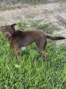 Hazel -  Labrador Retriever Dog for Adoption in Boston, Massachusetts - Hazel | PetCurious