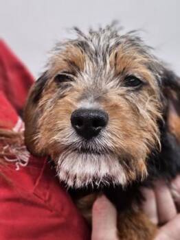 Mixed Breed Dogs Available for Adoption - Blizzard Fka Terrier Pup 2 | PetCurious