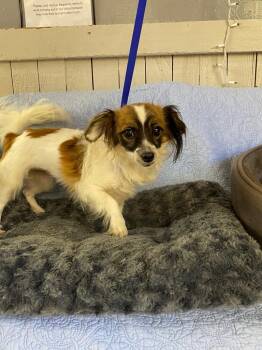 Fonziana -  Chihuahua Dog for Adoption in Fort Worth, Texas - Fonziana | PetCurious
