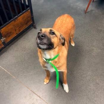 Shepherd and Mixed Breed Dogs Available for Adoption in Idaho Falls, Idaho - Raina | PetCurious