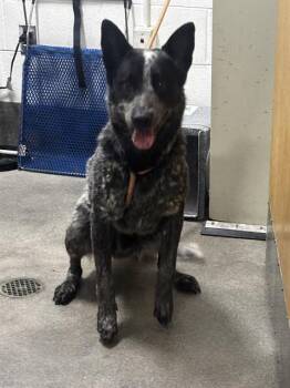 EMMANUEL -  Australian Cattle Dog Blue Heeler and Australian Shepherd Dog for Adoption - EMMANUEL | PetCurious