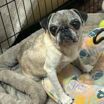 Devon BW -  Pug Dog for Adoption in Austin, Texas - Devon BW | PetCurious