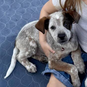 Australian Cattle Dog Blue Heeler and Australian Shepherd Dogs Available for Adoption - Construction Pup: Socket | PetCurious