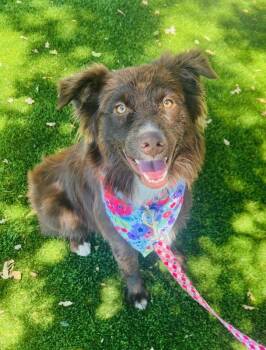 Sylvia -  Border Collie Dog for Adoption in Colusa, California - Sylvia | PetCurious