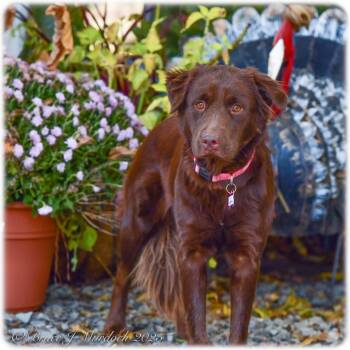 Rescue Labrador Retriever Dogs for Adoption in Wake Forest, North Carolina - Ardyn | PetCurious