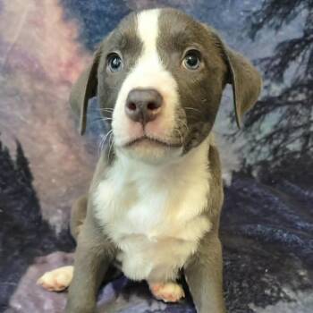 God Speed -  Mixed Breed Dog for Adoption in Olathe, Kansas - God Speed | PetCurious
