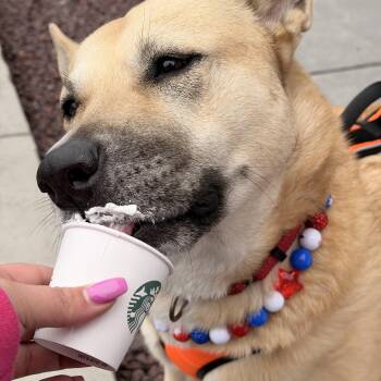 Misty Fluffy Butt -  German Shepherd Dog and Black Mouth Cur Dog for Adoption in Houston, Texas - Misty Fluffy Butt | PetCurious