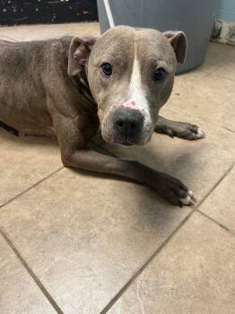 Rescue Pit Bull Terrier Dogs for Adoption in Marion, Ohio - Hazel | PetCurious