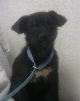 Labrador Retriever and Mixed Breed Dogs Available for Adoption in Albuquerque, New Mexico - GIGGLES | PetCurious