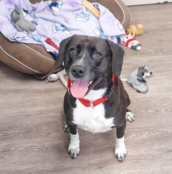 Rescue Pointer Dogs for Adoption in Newburgh, New York - Vega | PetCurious