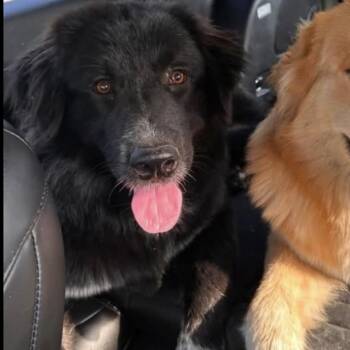 Batman -  Great Pyrenees Dog for Adoption in Trenton, Missouri - Batman | PetCurious