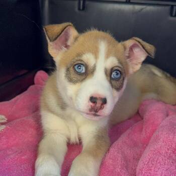 Siberian Husky Dogs Available for Adoption - Feather A5748394 | PetCurious
