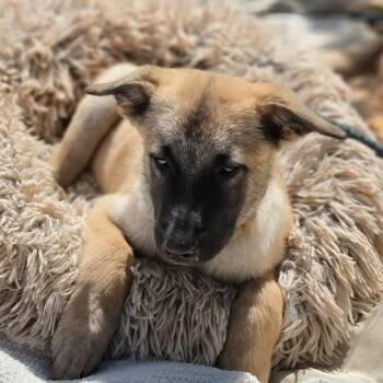 Bruno -  German Shepherd Dog Dog for Adoption in Cleveland, Texas - Bruno | PetCurious