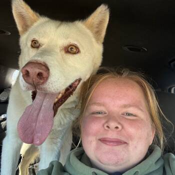 Rescue Husky Dogs for Adoption in Eufaula, Oklahoma - Wolfe | PetCurious