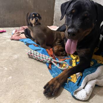 Lettie and her pups -  Rottweiler Dog for Adoption in Hiawatha, Kansas - Lettie And Her Pups | PetCurious