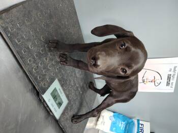 Labrador Retriever Dogs Available for Adoption in Fayetteville, West Virginia - Chandler | PetCurious