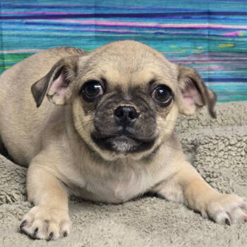 Rescue Pug Dogs for Adoption in Fort Collins, Colorado - Subaru | PetCurious