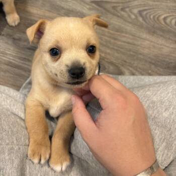 Thistle -  Chihuahua Dog for Adoption in Benton City, Washington - Thistle | PetCurious