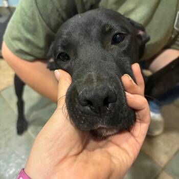 Hanukkah -  Mixed Breed Dog for Adoption in Chattanooga, Tennessee - Hanukkah | PetCurious