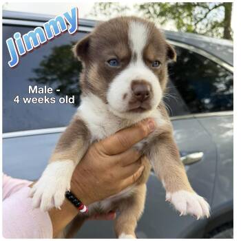 Australian Shepherd Dogs Available for Adoption in The Woodlands, Texas - Jimmy | PetCurious