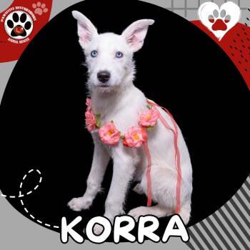 Standard Schnauzer and Border Collie Dogs Available for Adoption in Foxfield, Colorado - KORRA | PetCurious