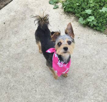 Diva -  Yorkshire Terrier Dog for Adoption in Jamestown, North Dakota - Diva | PetCurious