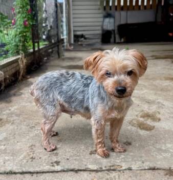 Rescue Yorkshire Terrier Dogs for Adoption in Princeton, Massachusetts - Goldie | PetCurious