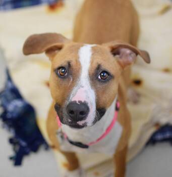 Terrier Dogs Available for Adoption - Amelia | PetCurious