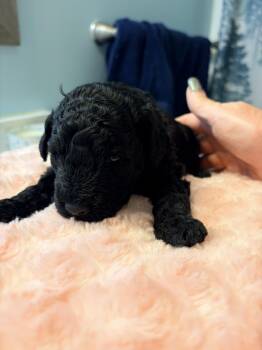 Miniature Poodle Dogs Available for Adoption - Miniature Poodle X Lagotto Romagnola Mix ("Lagoodle") - Black F  | PetCurious