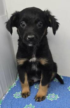 Ashland -  Boxer and Border Collie Dog for Adoption in New York, New York - Ashland | PetCurious