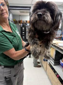 WOLLY BEAR -  Shih Tzu Dog for Adoption in Chester, South Carolina - WOLLY BEAR | PetCurious