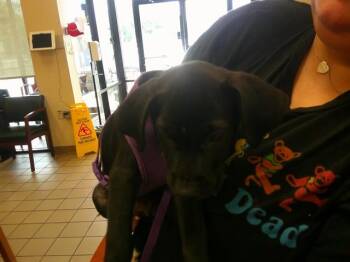 Labrador Retriever and Mixed Breed Dogs Available for Adoption in Ocala, Florida - A381498 | PetCurious