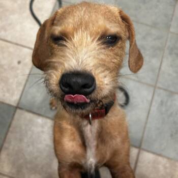 Frankenweenie -  Mixed Breed Dog for Adoption in Chattanooga, Tennessee - Frankenweenie | PetCurious