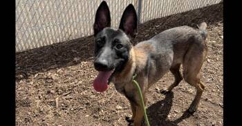 Belgian Shepherd Malinois Dogs Available for Adoption - Ronin (Omaha, NE) | PetCurious