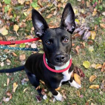 Rescue Mixed Breed Dogs for Adoption in Westhampton, New York - Baby Yoda | PetCurious