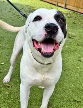 Bull Terrier and Mixed Breed Dogs Available for Adoption - Horton | PetCurious