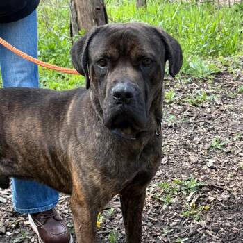 Cane Corso Dogs Available for Adoption in Riverwoods, Illinois - Shorty | PetCurious