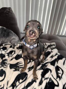 Chihuahua Dogs Available for Adoption - Snaggles | PetCurious