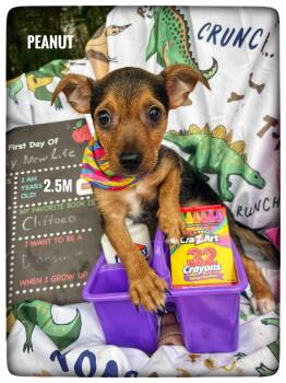 Peanut -  Chorkie Dog for Adoption in Sebring, Florida - Peanut | PetCurious