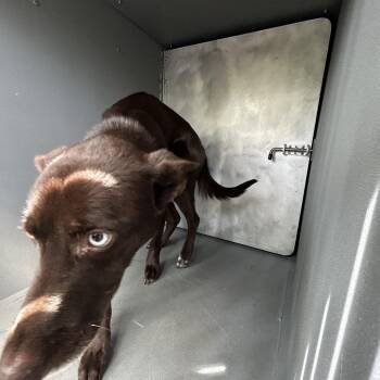 Husky and Mixed Breed Dogs Available for Adoption in Greensboro, North Carolina - BABY GIRL | PetCurious