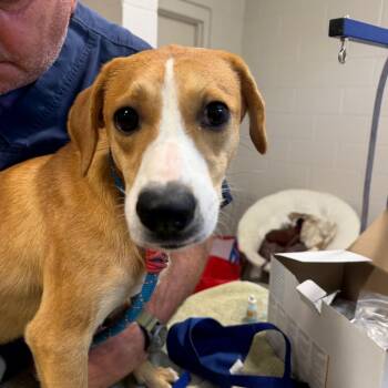 Mixed Breed Dogs Available for Adoption - Princess | PetCurious