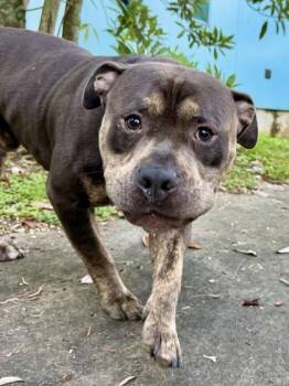 Lizard Rameriz -  Mixed Breed Dog for Adoption in New Orleans, Louisiana - Lizard Rameriz | PetCurious