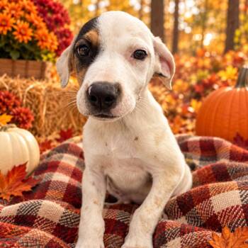 Tianna -  Mixed Breed Dog for Adoption in Corbin, Kentucky - Tianna | PetCurious