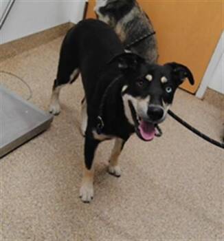 RAINBOW -  Siberian Husky and Mixed Breed Dog for Adoption in Albuquerque, New Mexico - RAINBOW | PetCurious