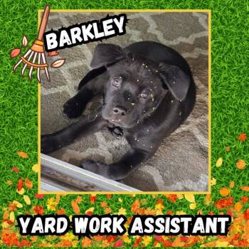 Rescue Mixed Breed Dogs for Adoption in Mesa, Arizona - Barkley | PetCurious