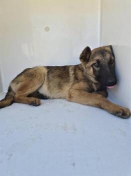 German Shepherd Dog Dogs Available for Adoption - A650868 | PetCurious