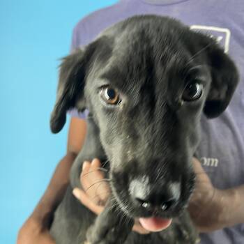 Rescue Labrador Retriever Dogs for Adoption in Brookshire, Texas - Mimi - Local Dec 19-21 | PetCurious