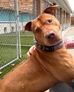 ACE -  American Staffordshire Terrier Dog for Adoption in Huntington, New York - ACE | PetCurious