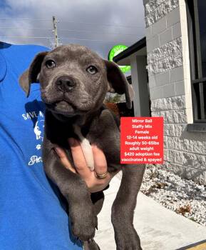Staffordshire Bull Terrier Dogs Available for Adoption - Mirror Ball | PetCurious