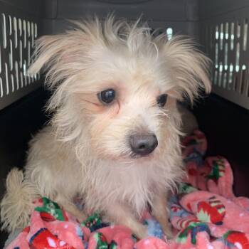 Yorkshire Terrier Dogs Available for Adoption - Junior  | PetCurious